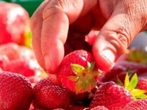 chomage fraises